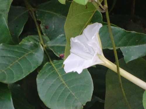 Rivea hypocrateriformis