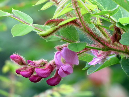 Robinia hispida