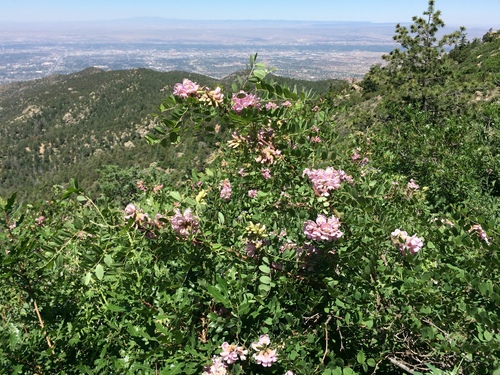Robinia neomexicana (New Mexico Locust) — photo
