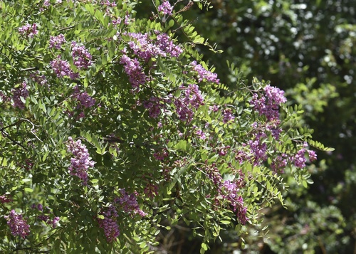 Robinia neomexicana (New Mexico Locust) — photo