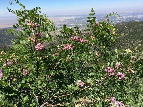 Robinia neomexicana
