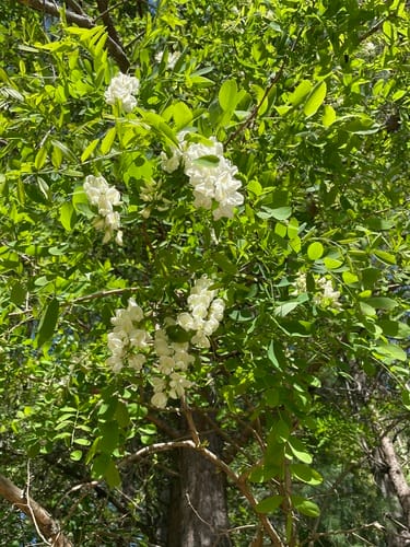 Robinia pseudoacacia (Black Locust) — photo