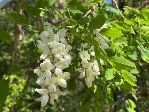 Robinia pseudoacacia (Black Locust) — photo