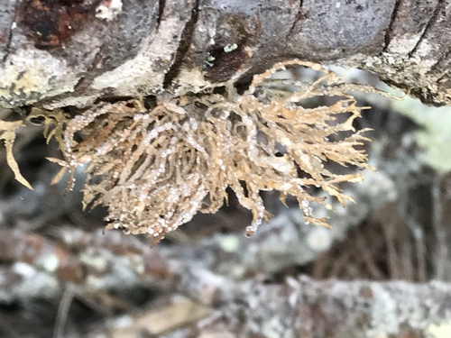 Roccella montagnei (Montagne's rocella lichen) — photo
