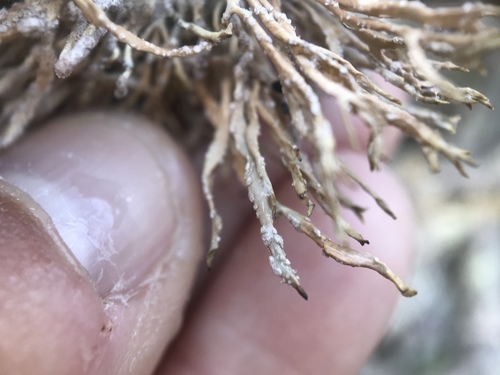 Roccella montagnei (Montagne's rocella lichen) — photo