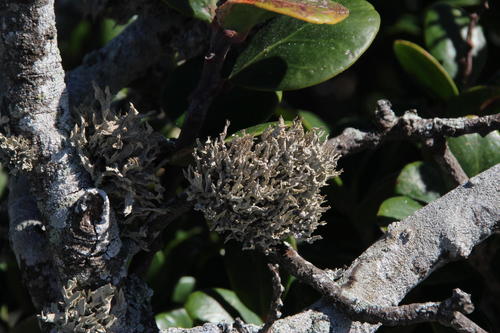 Roccellaceae