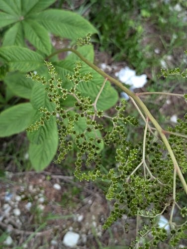 Rodgersia aesculifolia — photo