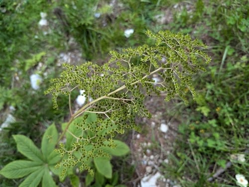 Rodgersia aesculifolia — photo
