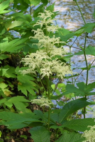 Rodgersia podophylla — photo