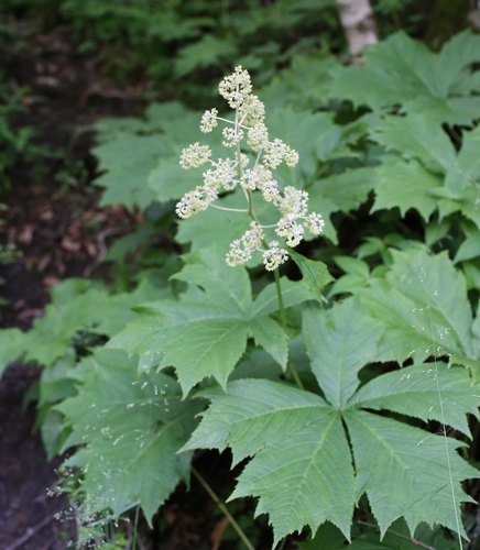 Rodgersia podophylla