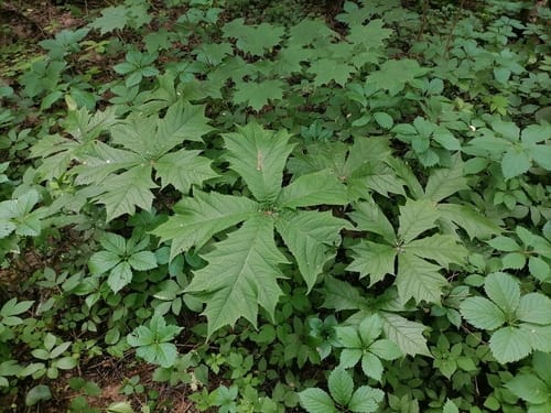 Rodgersia podophylla — photo