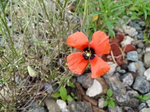 Roemeria hybrida — photo