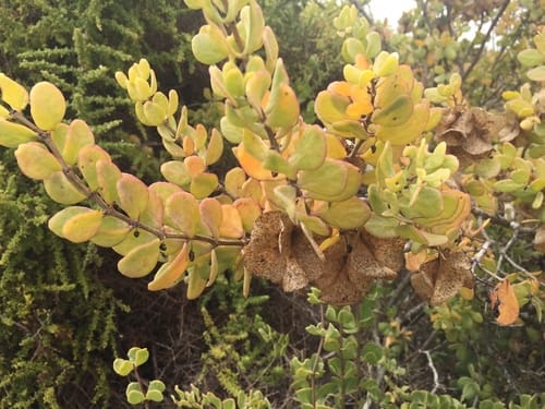 Roepera morgsana — photo