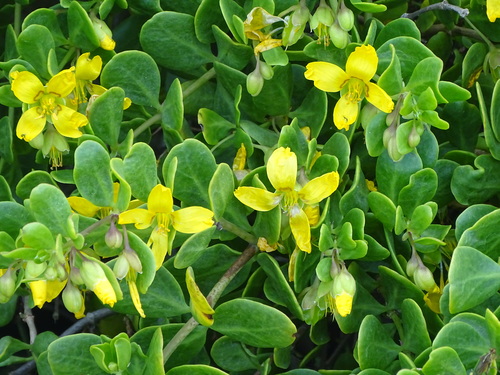 Roepera morgsana