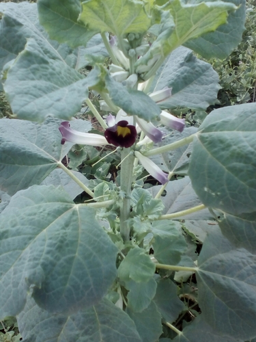 Rogeria adenophylla