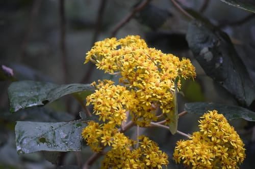 Roldana barba-johannis (Graham's groundsel) — photo
