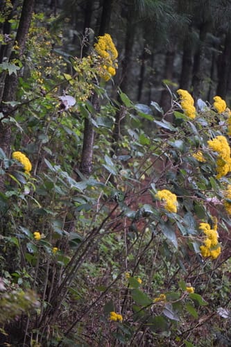 Roldana barba-johannis (Graham's groundsel) — photo