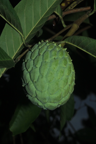 Rollinia mucosa (Rollinia) — photo
