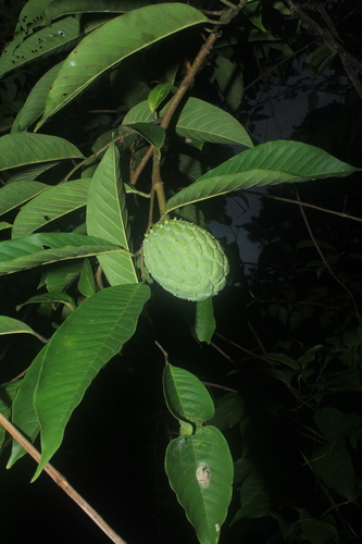 Rollinia mucosa (Rollinia) — photo