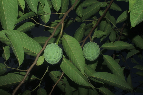 Rollinia mucosa