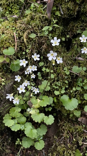 Romanzoffia suksdorfii (California Mistmaiden) — photo