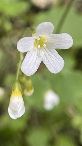 Romanzoffia suksdorfii (California Mistmaiden) — photo