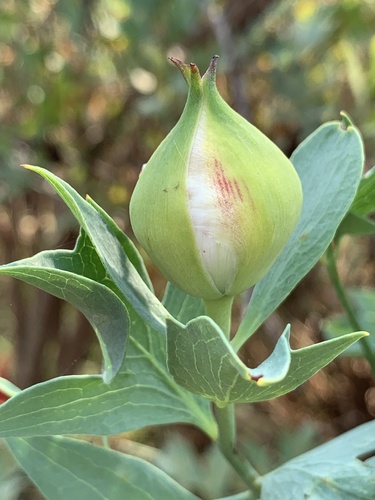 Romneya coulteri — photo