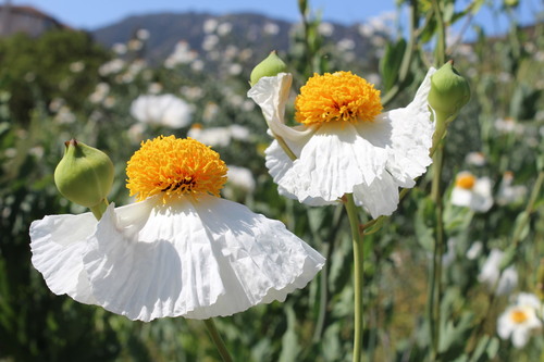 Romneya coulteri — photo