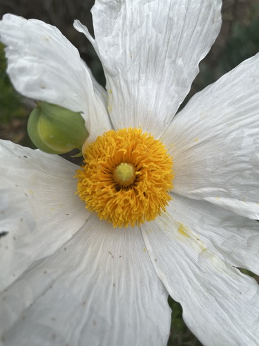 Romneya coulteri