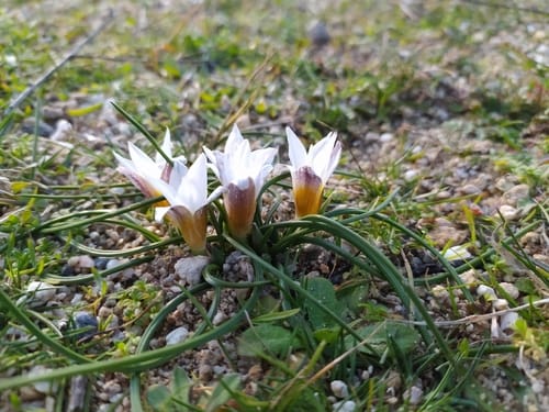 Romulea bulbocodium (Rocus-leaved Romulea) — photo