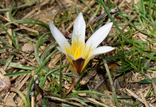Romulea bulbocodium