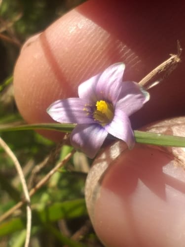 Romulea minutiflora — photo