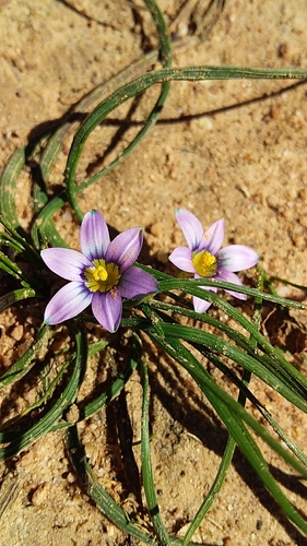 Romulea minutiflora