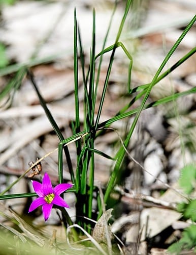 Romulea rosea (Onion grass) — photo