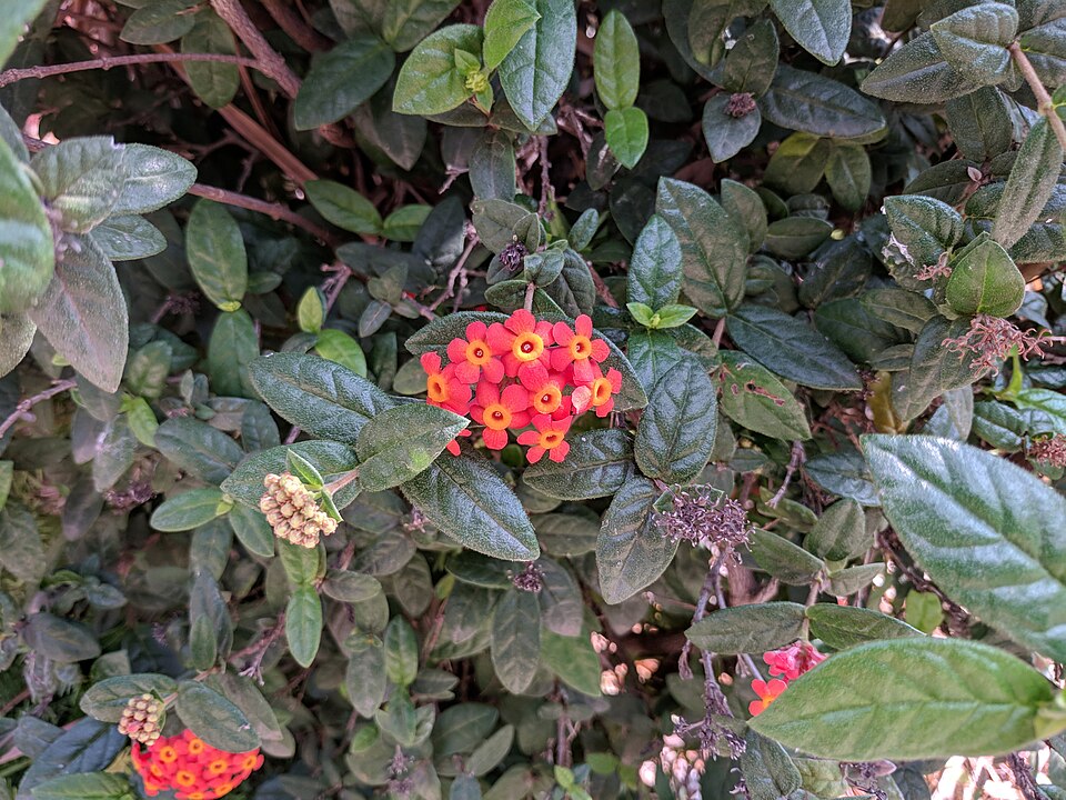 Rondeletia sp. (Jicamillo) — photo