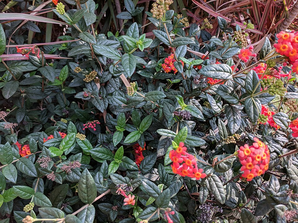 Rondeletia sp.