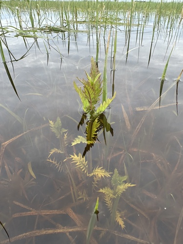 Rorippa amphibia (Great yellow cress) — photo