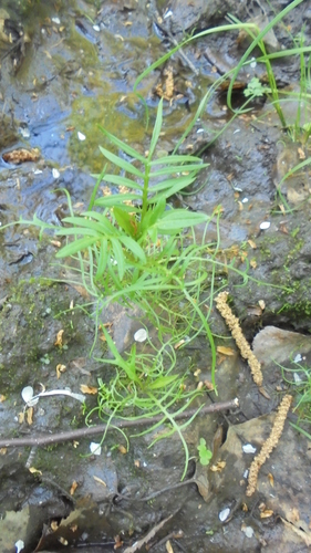 Rorippa amphibia (Great yellow cress) — photo