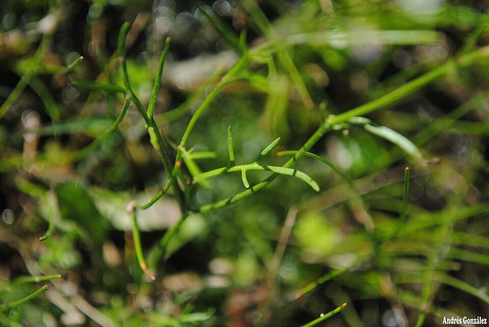Rorippa bonariensis (Black watercress) — photo