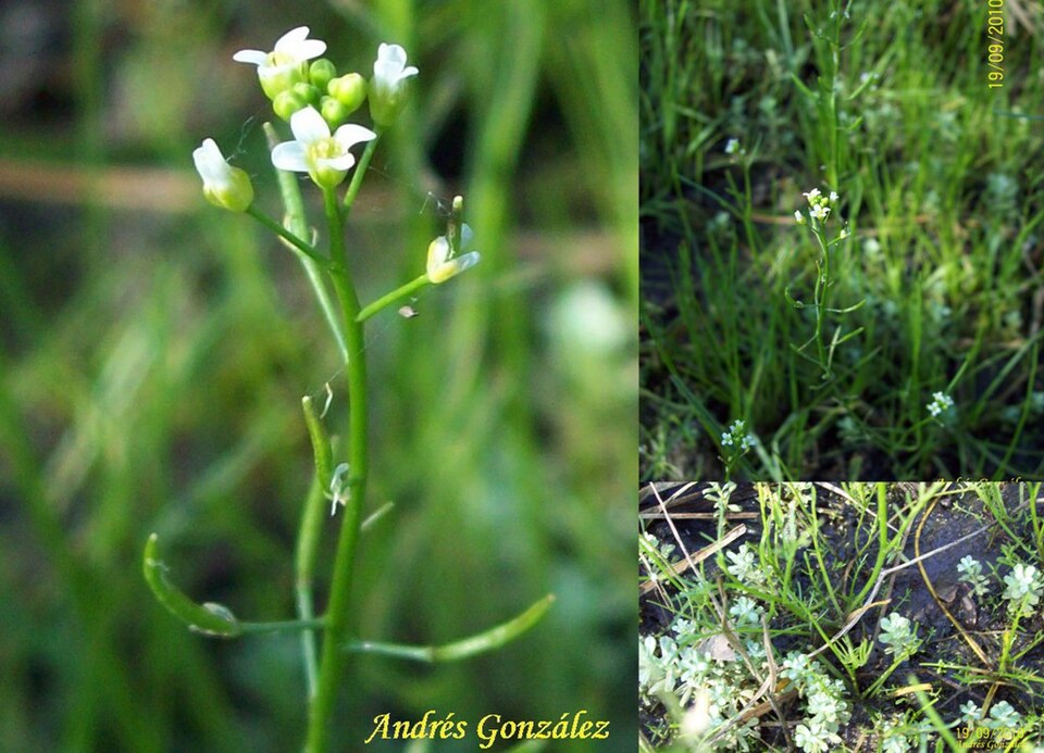 Rorippa bonariensis