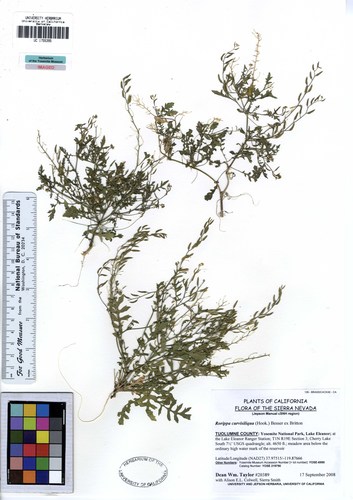 Rorippa curvisiliqua — photo