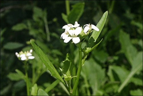 Rorippa dictyosperma (Forest Bitter Cress) — photo