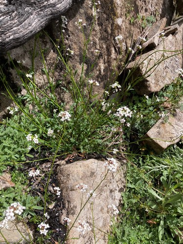 Rorippa dictyosperma