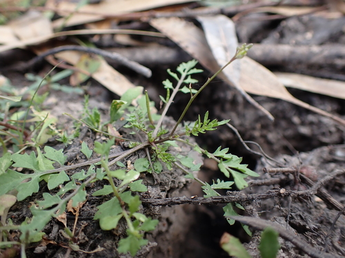 Rorippa eustylis