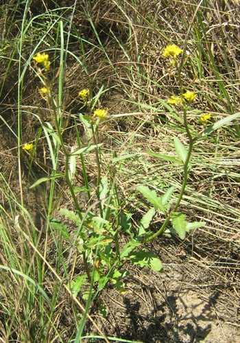 Rorippa fluviatilis — photo