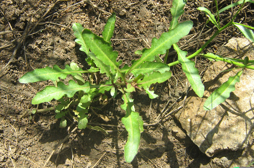 Rorippa fluviatilis — photo