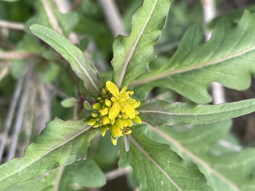 Rorippa fluviatilis