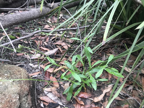 Rorippa gigantea (Water cress) — photo