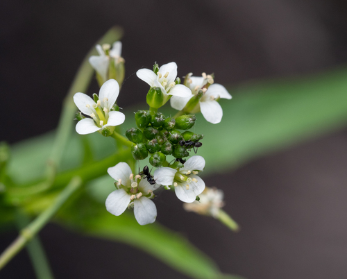 Rorippa gigantea (Water cress) — photo