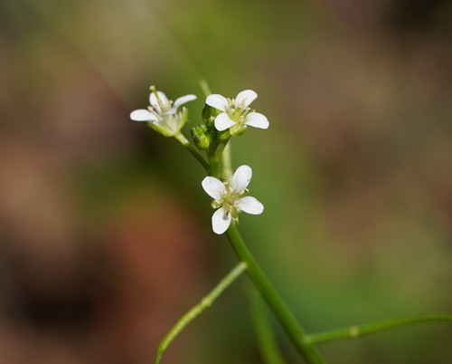 Rorippa gigantea